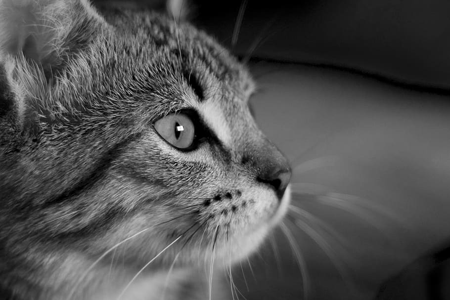 grayscale photo, cat, pet, cat face, black and white, eyes, animal, feline, black and white cat, one animal
