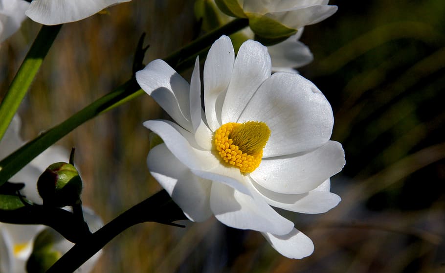 Mount Cook, lirios, foto, flores, Flor, planta floreciente, fragilidad, planta, vulnerabilidad, pétalo