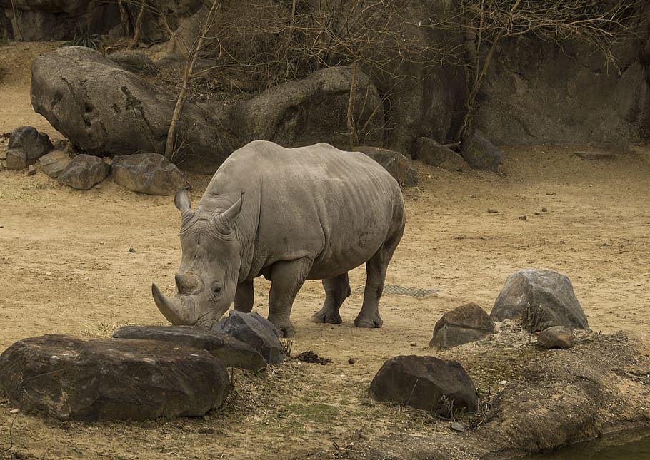rinoceronte, rinocerontes, zoológico, animal, reserva, hábitat, al aire libre, ecología, zoología, cuerno