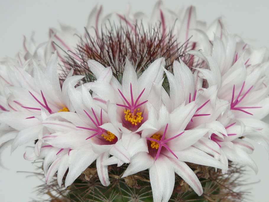 Cactus, blanco, flores, floración, mammillaria albicans, mammillaria, cactus invernadero, cactaceae 'blanquecino, esmaltado incluye, púrpura