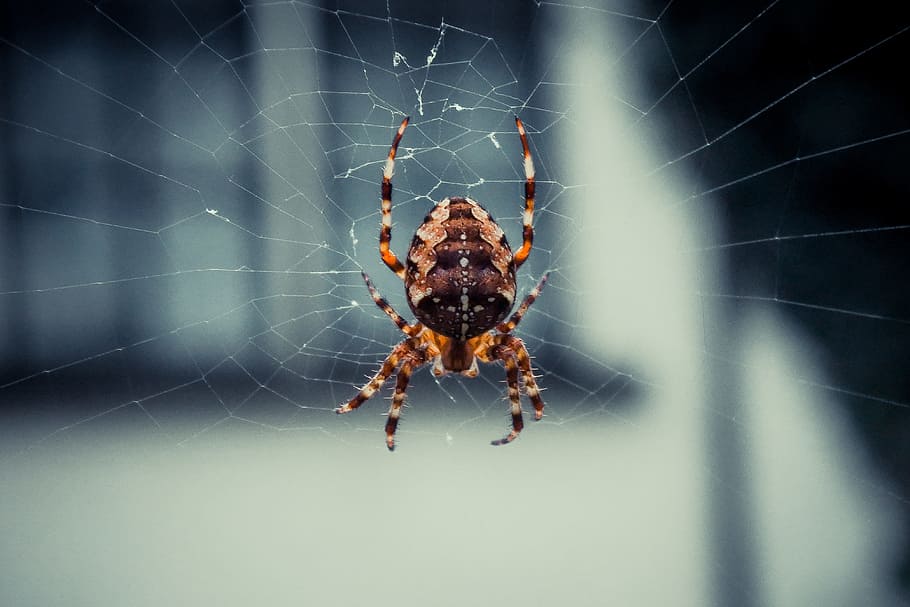 거미, 거미줄, 웹, 자연, 동물, 곤충, 거미류의 동물, 생물, 무서움, 소름 끼치는