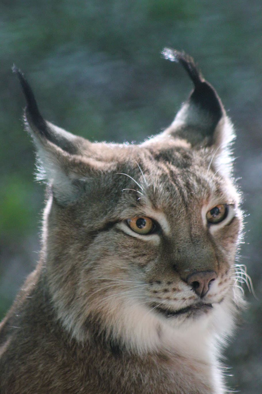 lynx, animal, animal world, nature, cat, big cat, animal portrait, eyes, head, ears