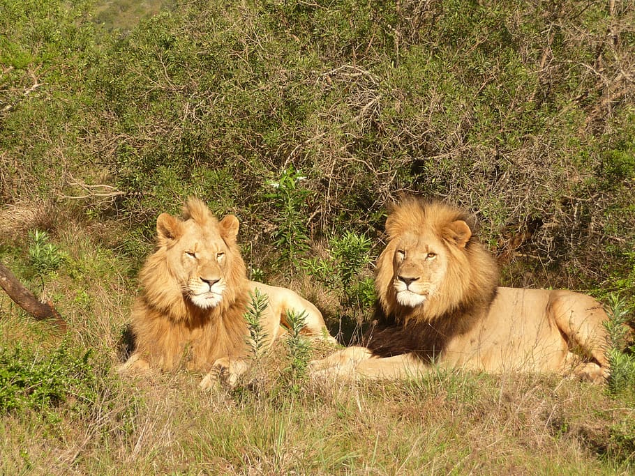 ライオン, 南アフリカ, アフリカ, サファリ, ワイルドキャット, プレデター, 野生動物, 荒野, 動物の肖像画, ライオンのたてがみ