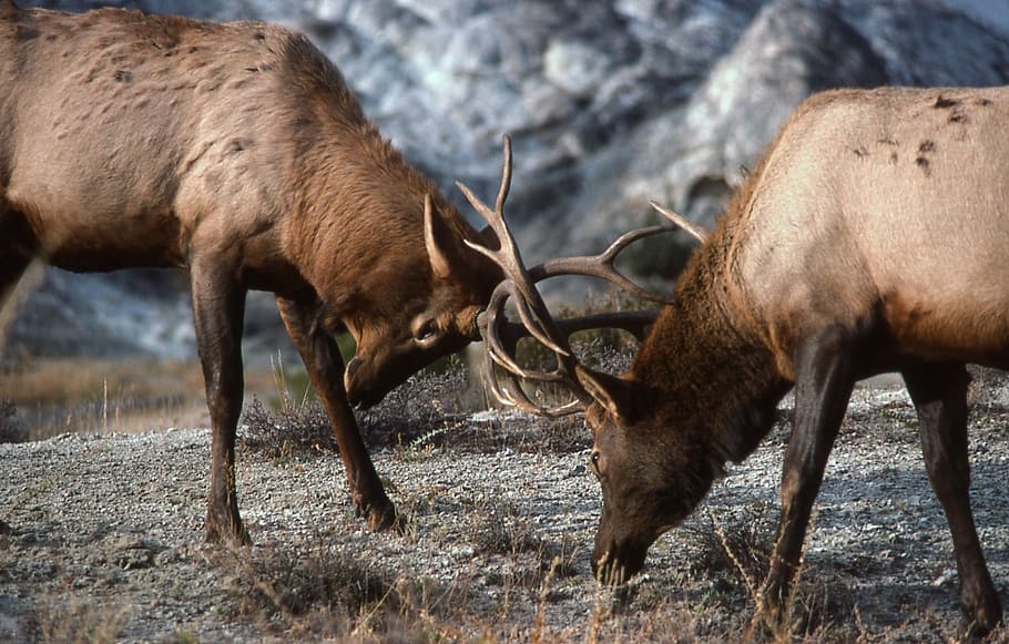 focus photograph, two, fighting, bucks, focus, photograph, bull elk, sparring, wildlife, nature