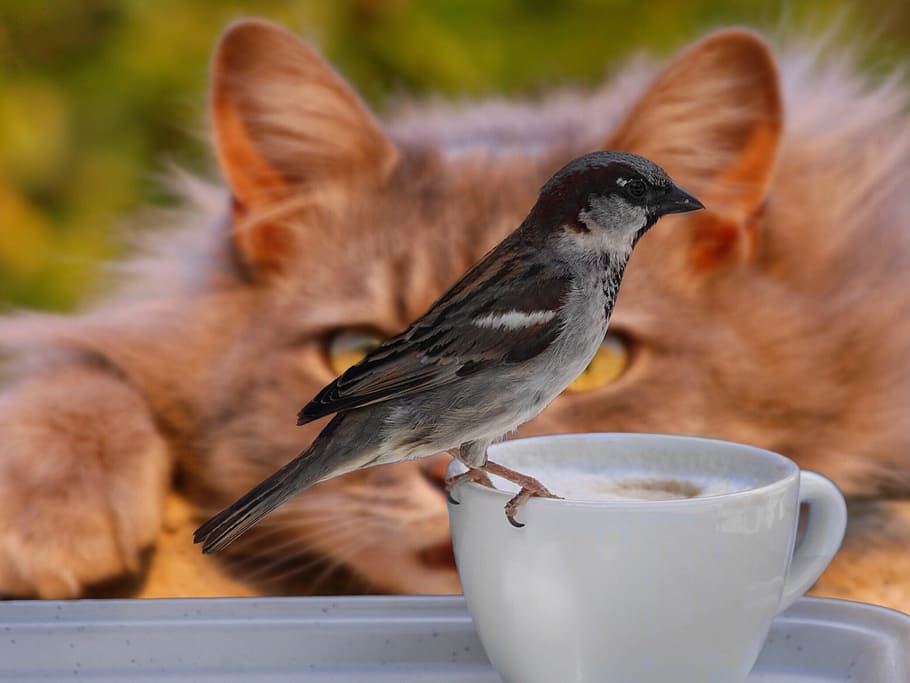 brown, sparrow, perched, white, ceramic, teacup, bird, coffee, cup, cat