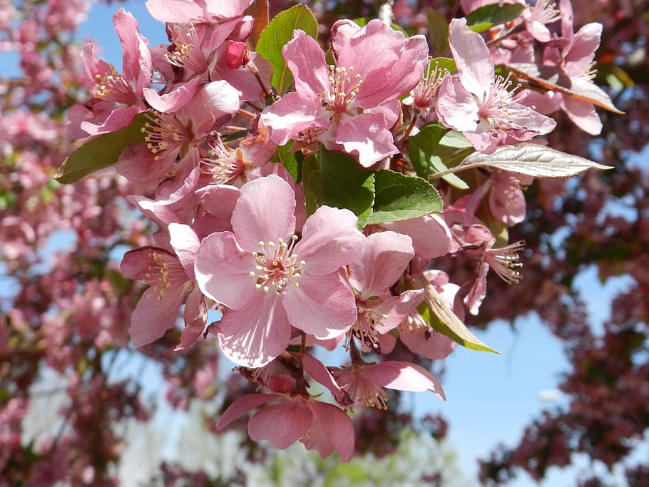 flowers, nature, pink, crab apple, petals, blossoms, tree, colorful, budding, flora