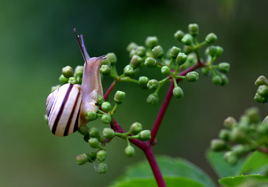 brown, snail, green, flower, shell, horns, my saturday, freshness, green color, plant