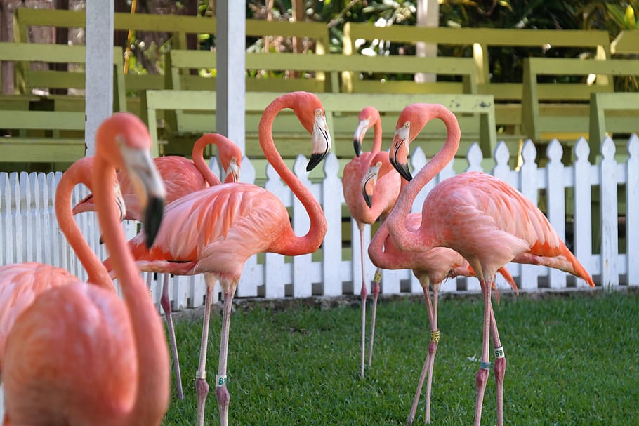 flamingo, group, pink, bird, bill, head, animal, animal world, nature, zoo