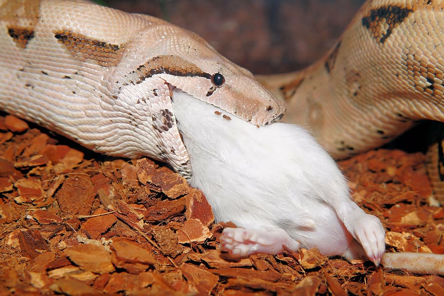 brown, snake, eating, laboratory mouse, boa constrictor imperator, eat, victims, food, reptile, boa