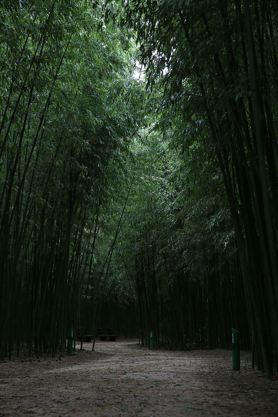 bambu, hutan, alam, kayu, hijau, pohon, menanam, tanah, pertumbuhan, ketenangan