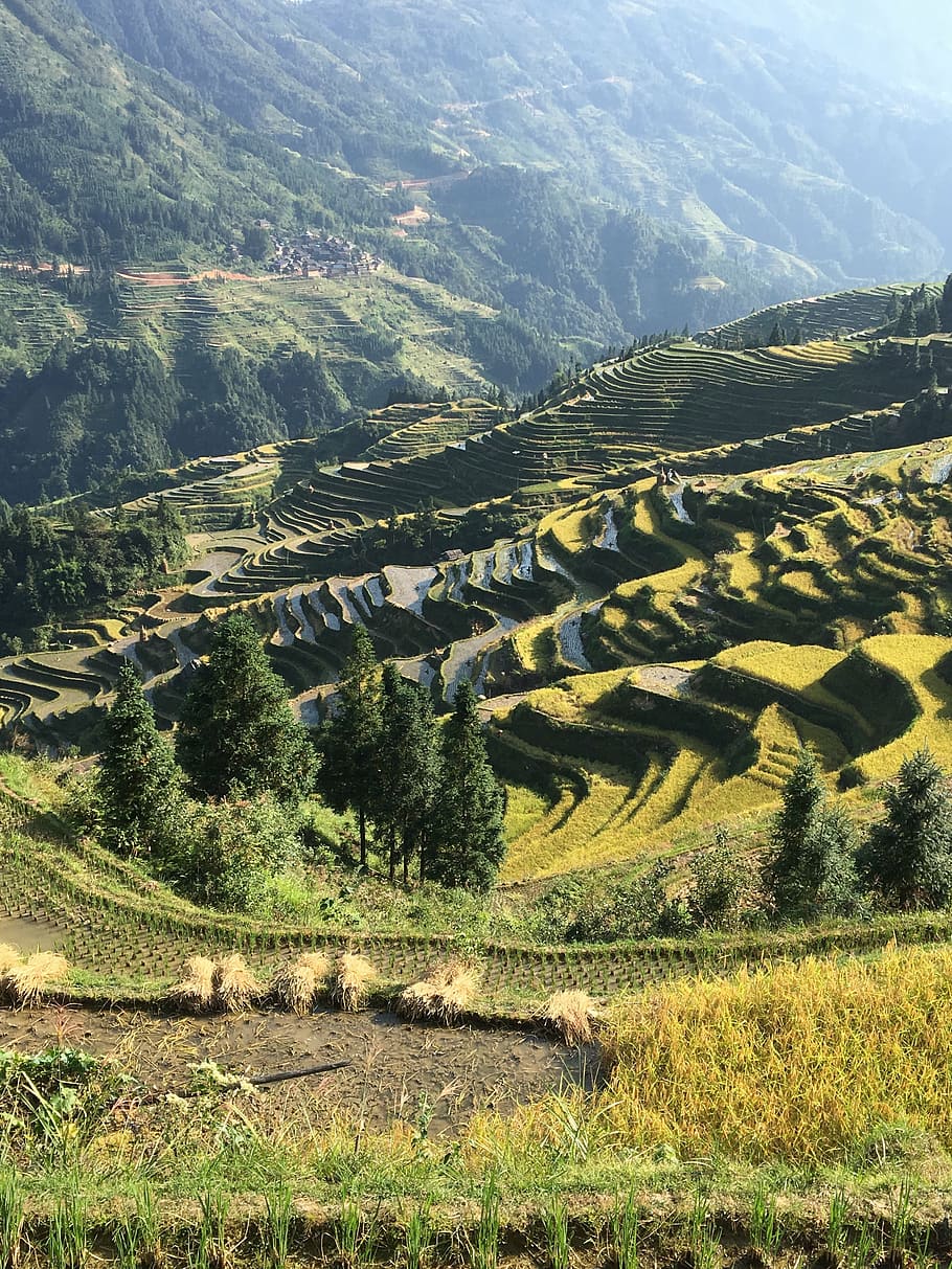 china, rice, guizhou, rural, landscape, environment, agriculture, scenics - nature, field, land