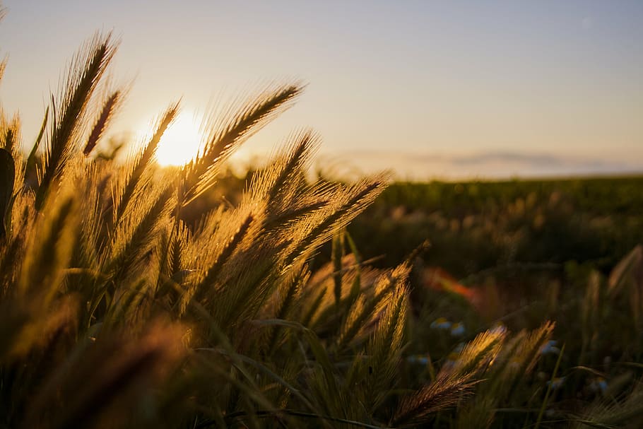 brown-and-green grasses, spice, grau, camp, sunset, nature, summer, agriculture, wheat, rural Scene