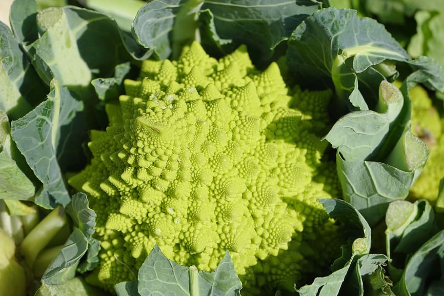 foto close-up, brokoli, romanesco, sayuran, brassica oleracea, kembang kol, hijau, hijau muda, sehat, vitamin