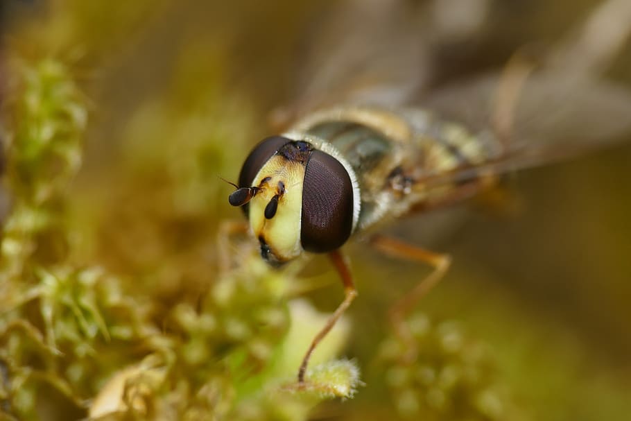 Macro Fly Insect Nature Insect Macro Fly Eye Compound Eyes