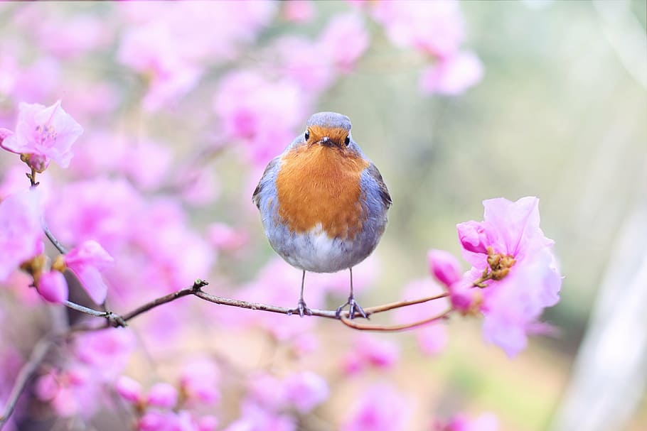 blue, yellow, bird, pink, flower, selective, focus photo, spring bird, spring, robin