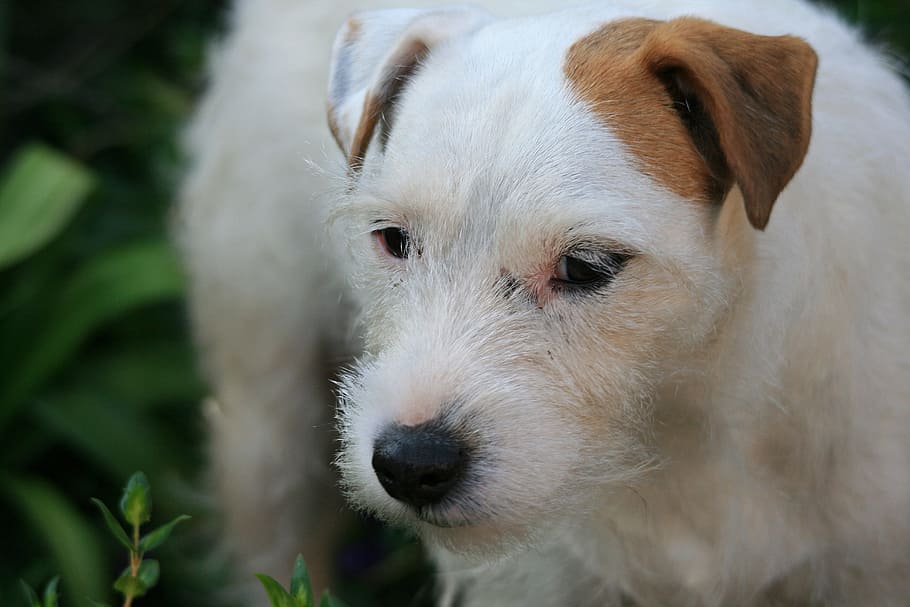 ジャックラッセル 犬 テリア ホワイトジャックラッセル 犬のテリア 白 耳 茶色 雌犬 動物 Pxfuel