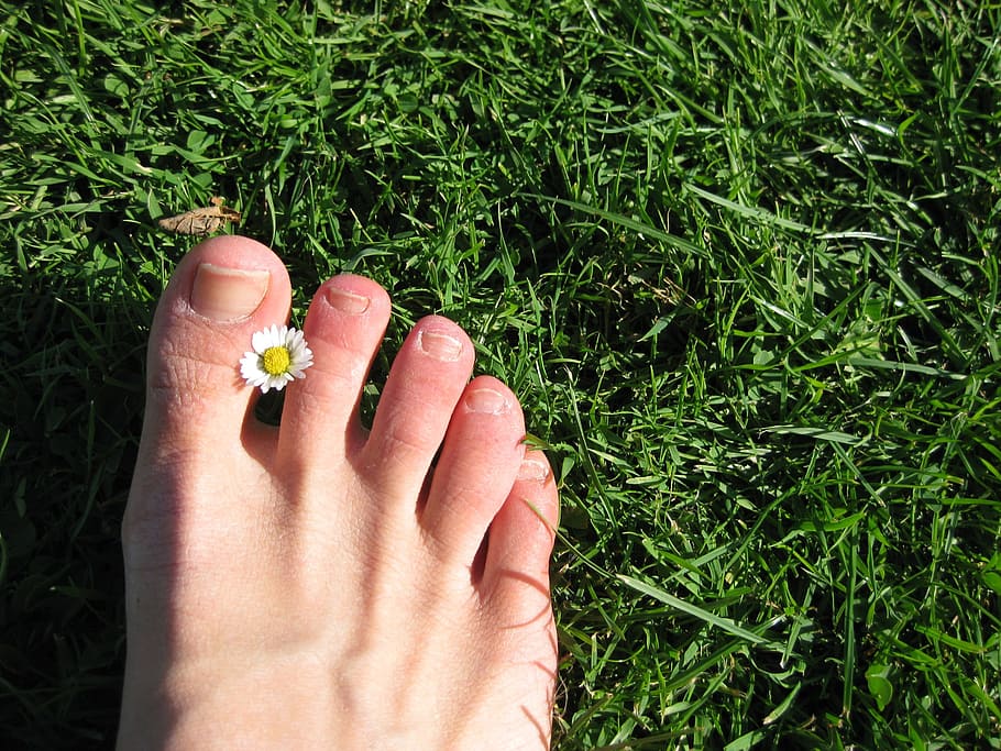 human right foot, human right, right foot, foot, meadow, grass, green, toe, toenail, daisy
