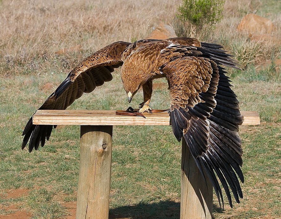 brown, black, bird, table, raptor, predator, yellow-billed kite, avian, feeding, bird rehabilitation