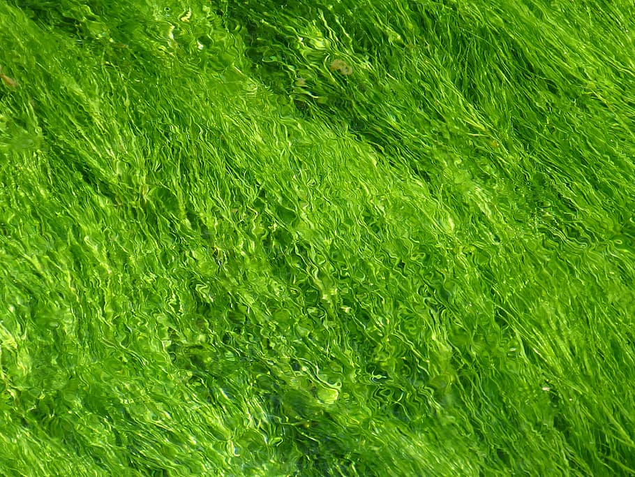 green, background, texture, structure, light green, water, aquatic plant, flow, green color, full frame