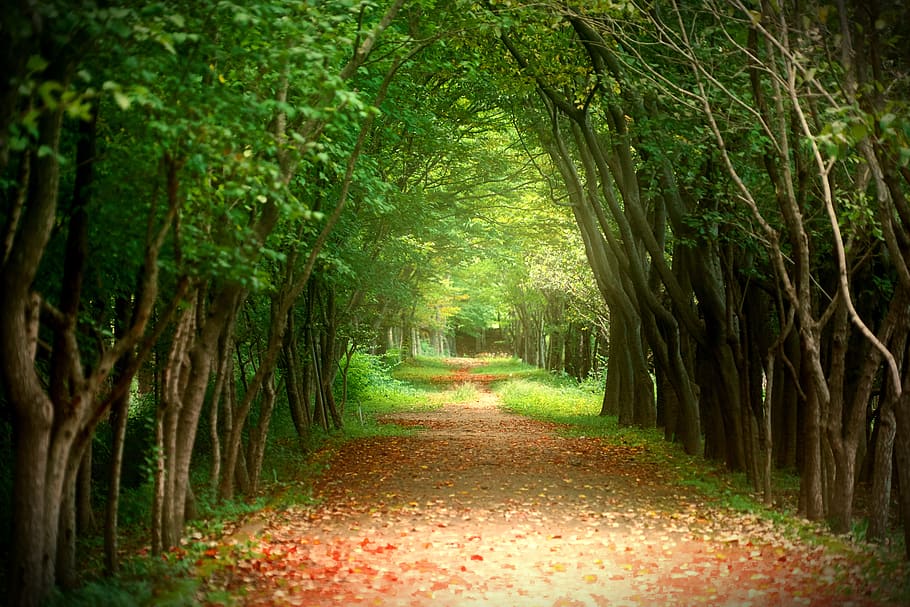 otoño, jardín, naturaleza, madera, avenida, gil, bosque, paisaje, fondo, camino forestal