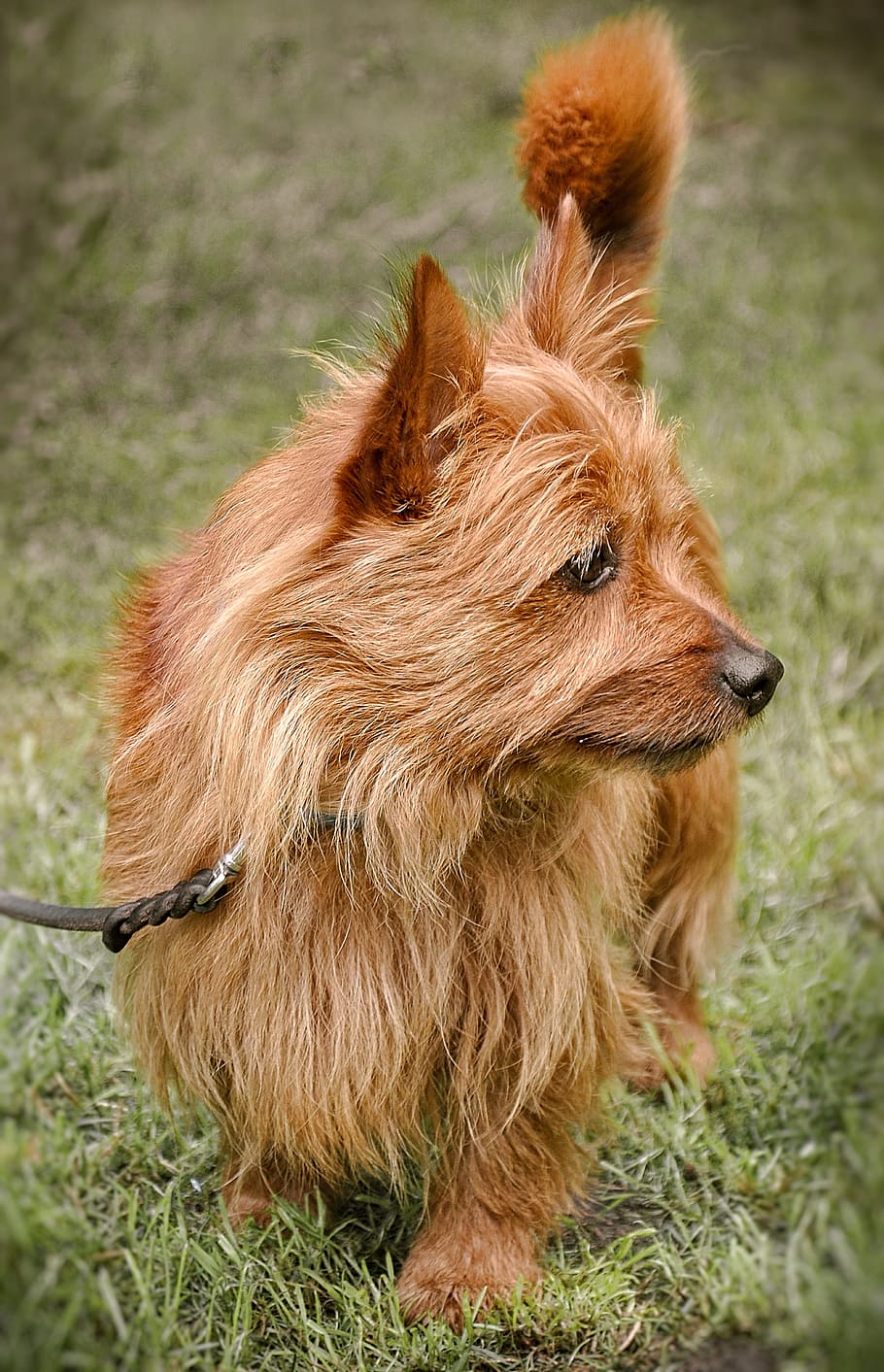 Cairn terrier, perro, hundeportrait, despierto, atención, lindo, perro pequeño, jardín, perro joven, macho