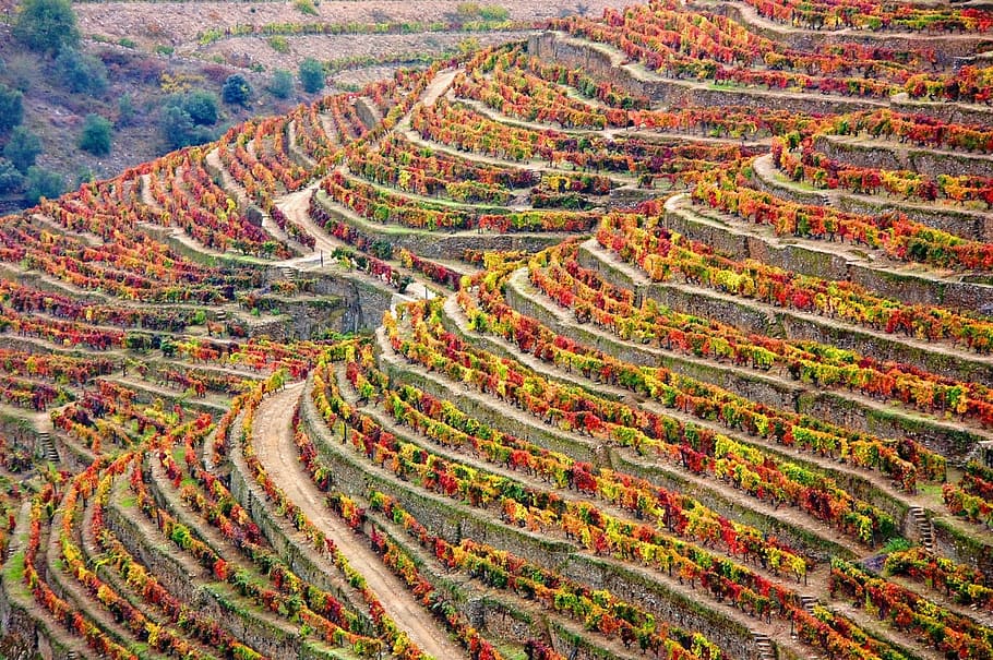 aerial, view photography, trees, daytime, winery, douro, portugal, douro landscape, landscape, agriculture
