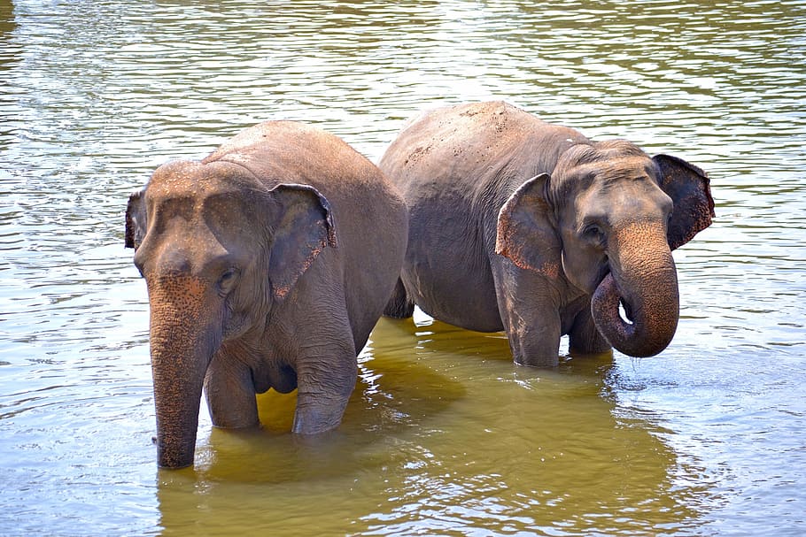 baby elephants, elephants, bath, sun bath, river bath, river, maha oya river, sri lanka, pinnawala, ceylon