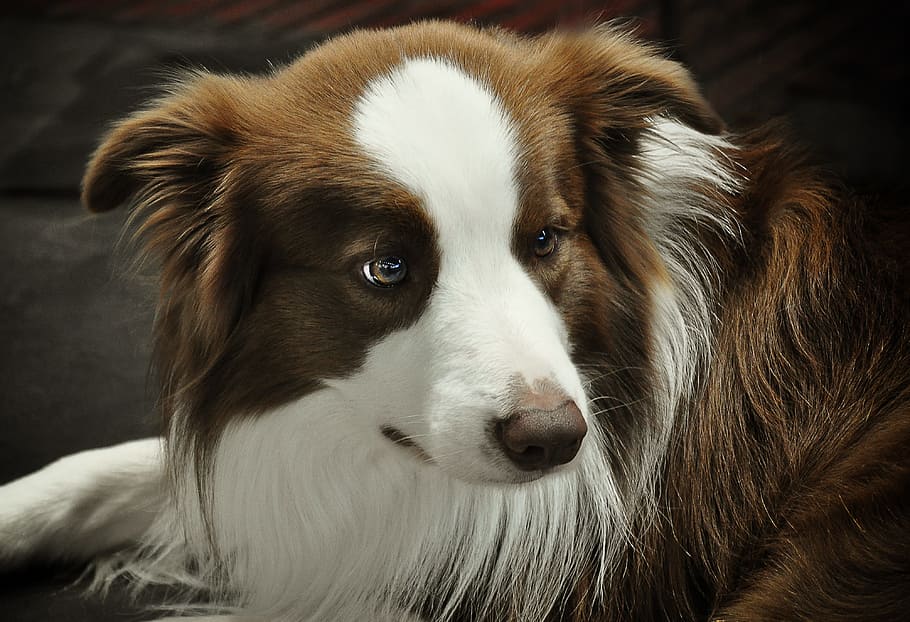 white, brown, dog, lying, black, surface, border collie, quadruped, british sheepdog, border