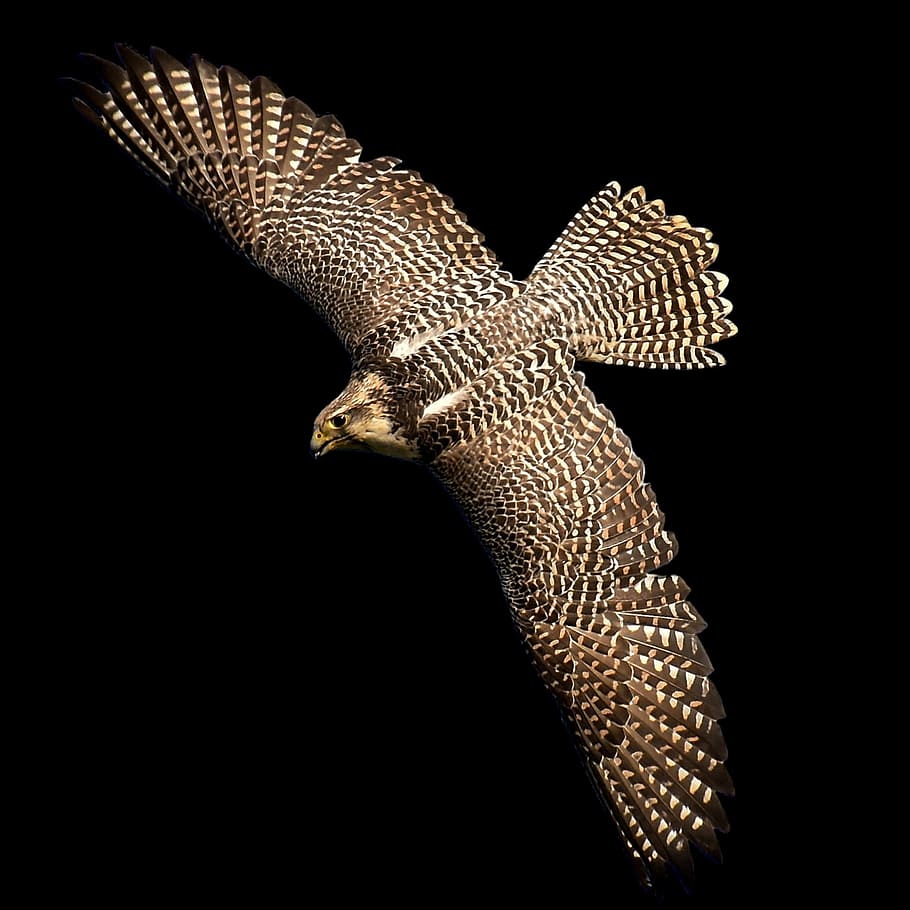 野生動物の写真 鷹 ハヤブサ 猛禽類 鳥 野生動物 自然 羽 動物の世界 鷹狩り Pxfuel
