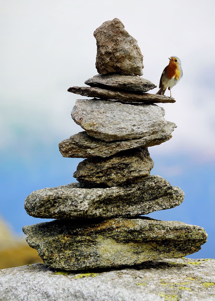 orange, white, bird, standing, stack, rock, cairn, stones, stone on stone, hiking