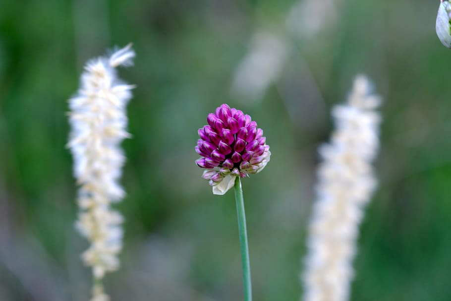 red clover, blossom, bloom, klee, nature, plant, meadow, flower, pointed flower, clover flower