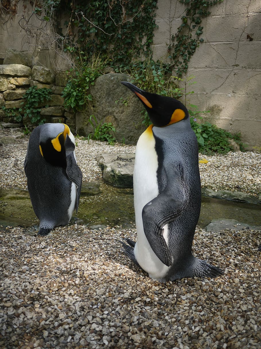 鳥 動物 自然 動物のテーマ 動物のグループ 脊椎動物 野生の動物 動物の野生動物 ペンギン 2匹の動物 Pxfuel