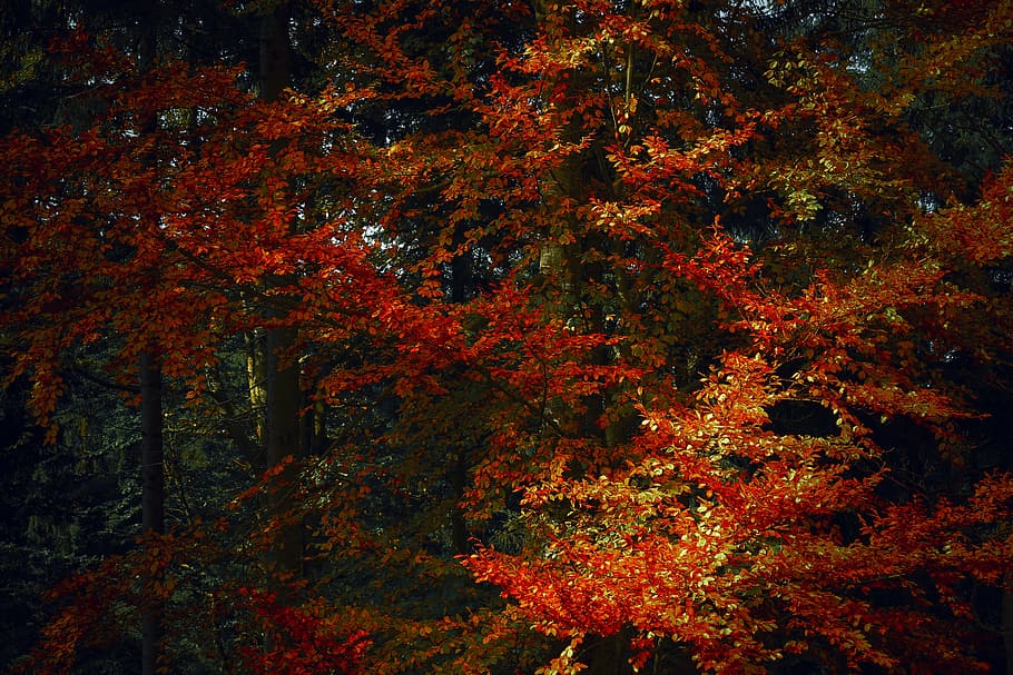 red, green, trees, close-up photography, autumn, season, october, nature, foliage, tree