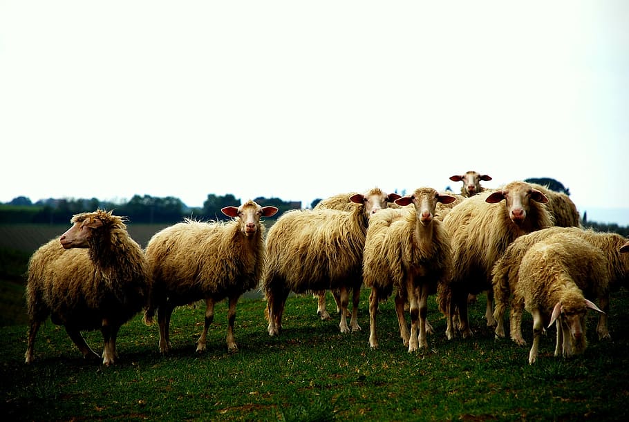 Rebaño, ovejas, campo, prado, rural, pasto, animal, pastoreo, mamífero, agricultura