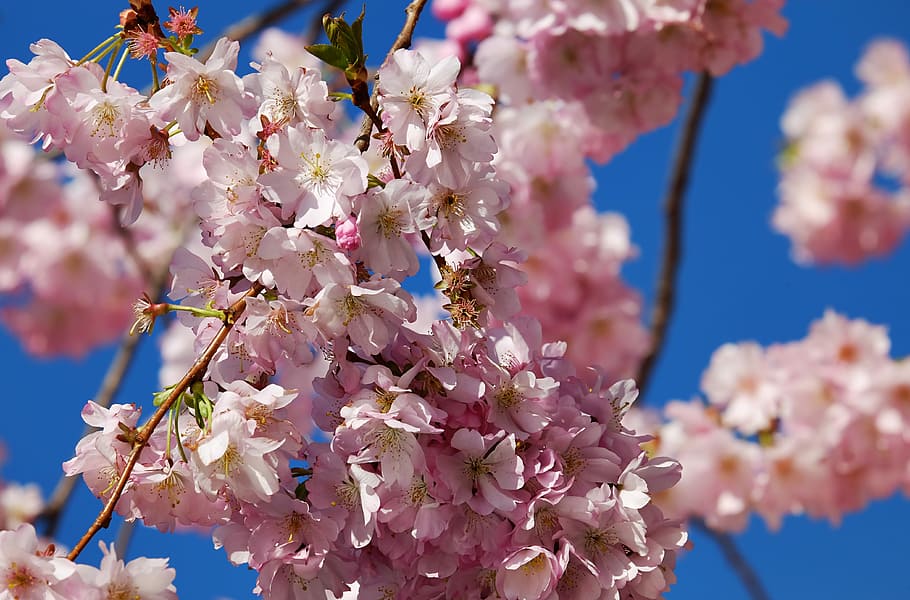 seletivo, fotografia de foco, rosa, flores, cerejeiras japonesas, flor, árvore, cerejeira japonesa, ramos, cerejeira ornamental