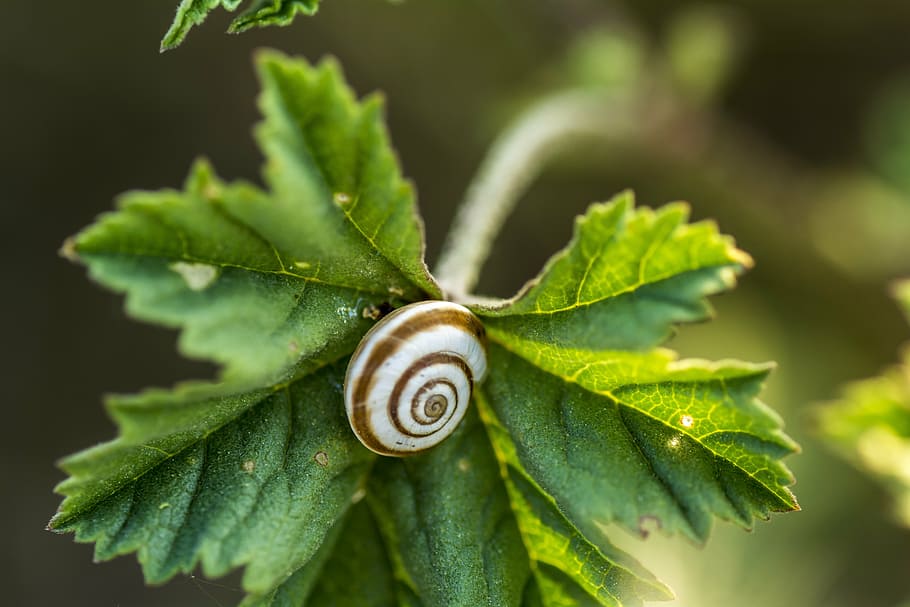 vine leaf, snail, nature green, cochlea, animal, plants, branch, nature, mollusk, slimy