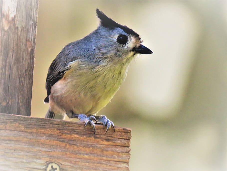 鳥 かわいい クローズアップ 野生動物 一匹の動物 野生の動物 脊椎動物 木材 素材 無人 前景に焦点を当てる Pxfuel