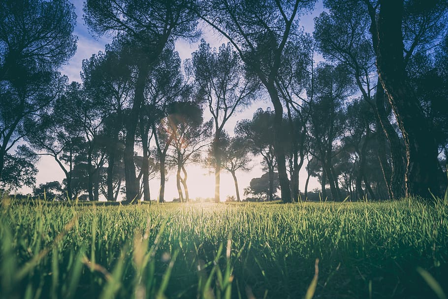 green, plant, nature, agriculture, field, farm, trees, outdoor, sunlight, sunrise