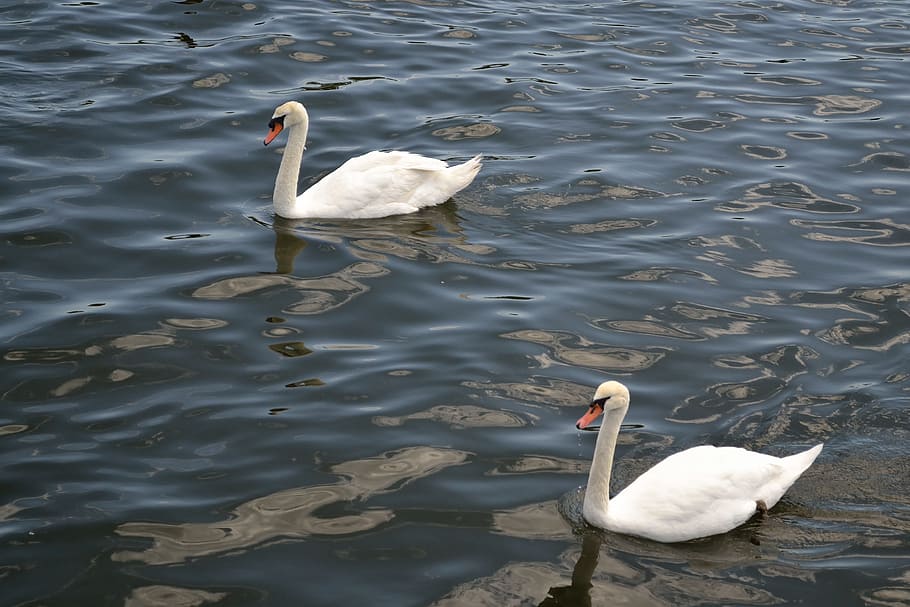 swan, birds, wildlife, nature, animal, swim, white, natural, aquatic, lake