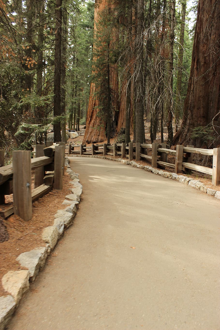 trail, forest, sequoia, national park, general sherman, post and rail, nature, landscape, woods, tree