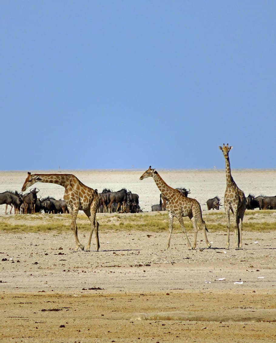 giraffes, wildebeest, africa, animals, safari, savannah, desert, etosha, namibia, park