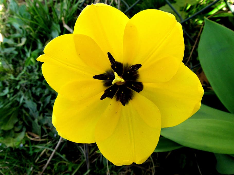 tumor amarelo, tulipa aberta, floresceu, flores, flor aberta, tulipa, natureza, flor, planta, amarelo