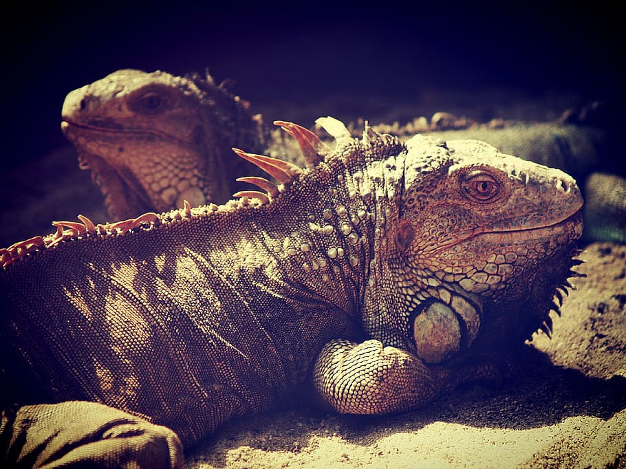 iguana, lizard, dragon, head, animal, side view, profile, closeup, spines, scaly