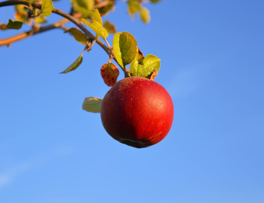 maçã madura não escolhida, maçã, vermelho, maçã vermelha, fruta, maduro, filial, vitaminas, delicioso, saudável