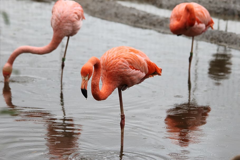 bird, flamingo, nature, water, living nature, outdoors, lovely, reflection, zoo, moscow zoo
