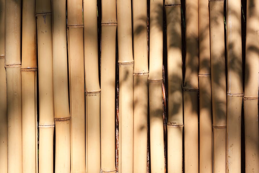 brown, bamboo, stick, lot, giant bamboo, bamboo wall, yellowish, plant, flora, fund