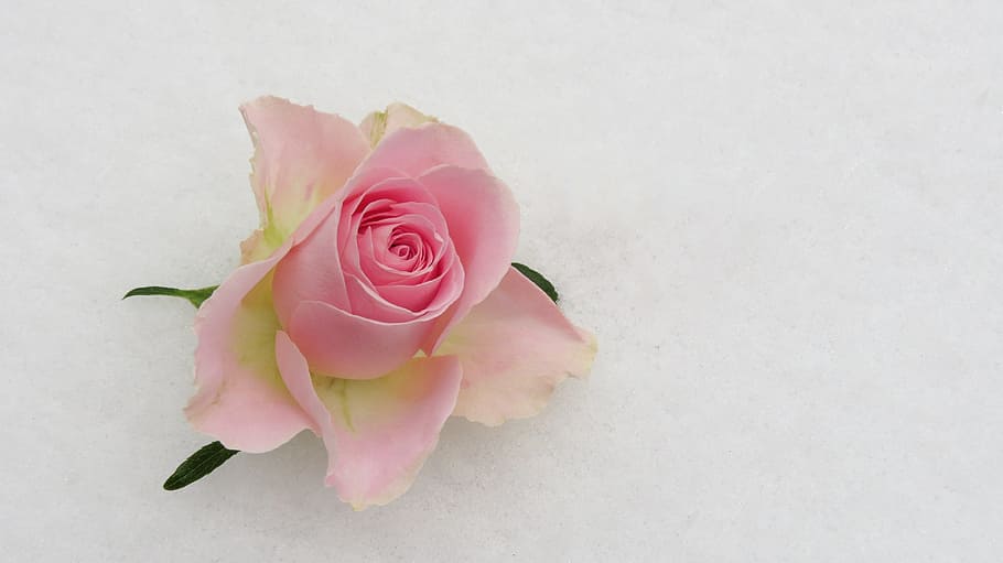 kuncup mawar merah muda, mawar mekar, mawar mekar merah muda, bunga, tanaman, salju, musim dingin, embun beku, indah, lembut