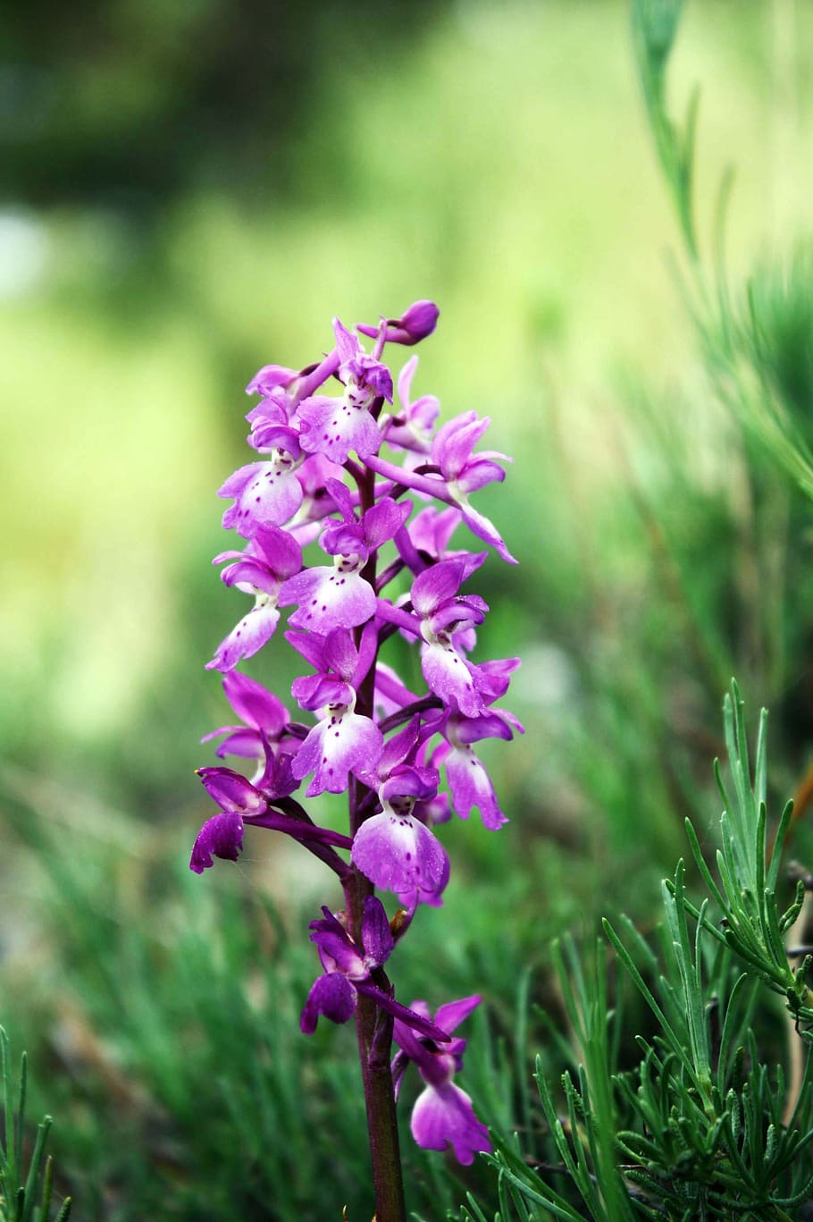 orquídeas silvestres, andorra, flores, Planta, planta floreciente, flor,  frescura, belleza en la naturaleza, crecimiento, vulnerabilidad | Pxfuel