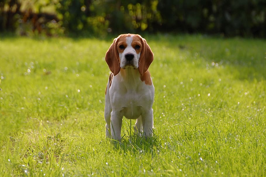 white, brown, beagle, grass field, dog, puppy, doggy, animal, breed, bigel