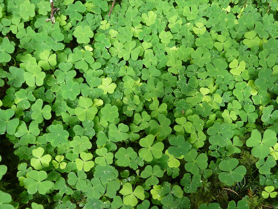 closeup, clover leafs, Klee, Green, Plant, Nature, Red Clover, green, plant, four leaf clover, shamrocks